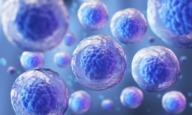Células Nai: Da investigación á terapia celular